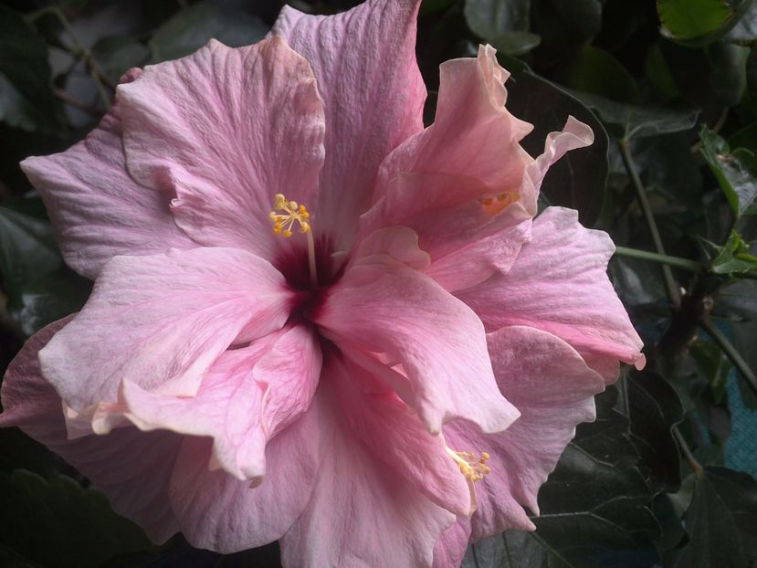 WIN_20170529_093944 - Clasic Pink