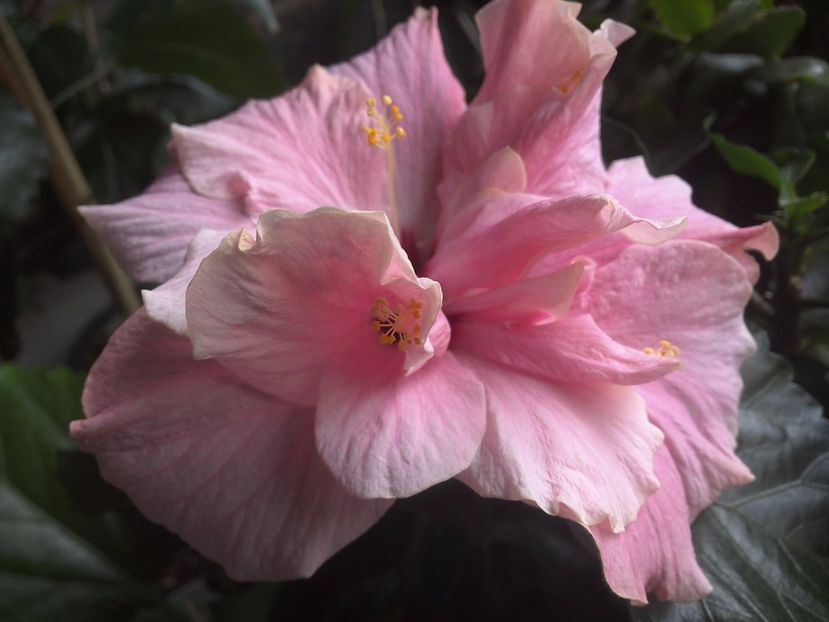 WIN_20170529_094034 - Clasic Pink