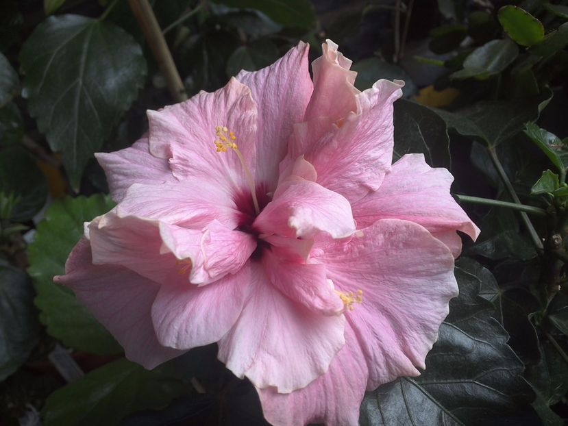 WIN_20170529_094054 - Clasic Pink