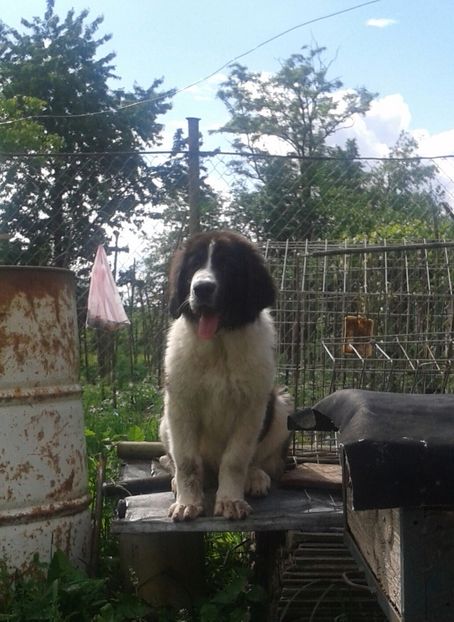 26.05.2017 - 13-C R B Negruta