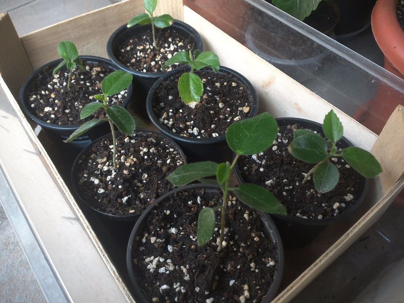 WIN_20170529_094416 - hibiscus din seminte