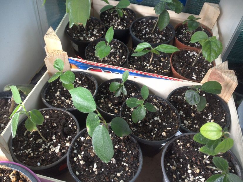 WIN_20170529_094438 - hibiscus din seminte