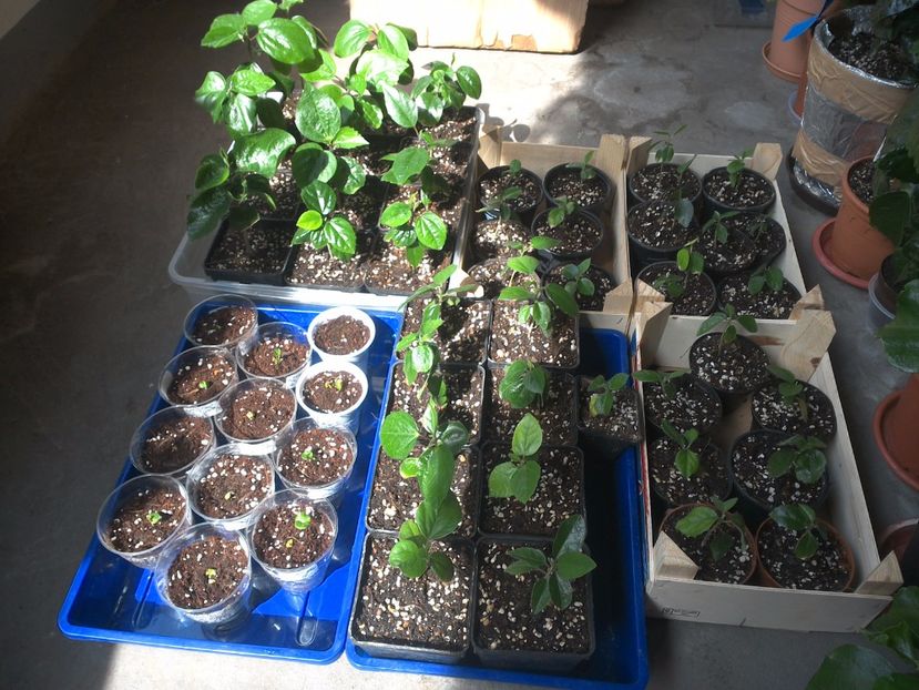 WIN_20170529_094758 - hibiscus din seminte