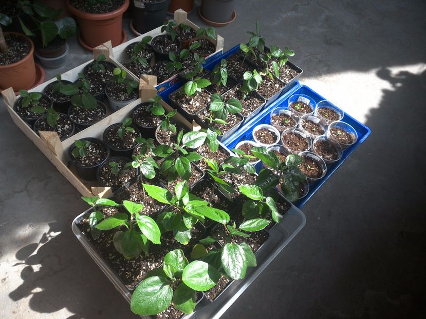 WIN_20170529_094818 - hibiscus din seminte