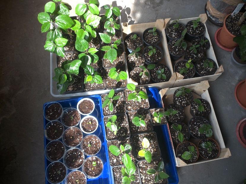 WIN_20170529_094940 - hibiscus din seminte