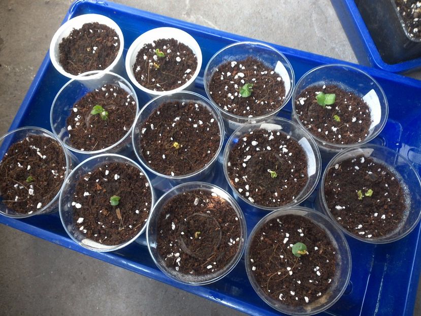 WIN_20170529_095003 - hibiscus din seminte