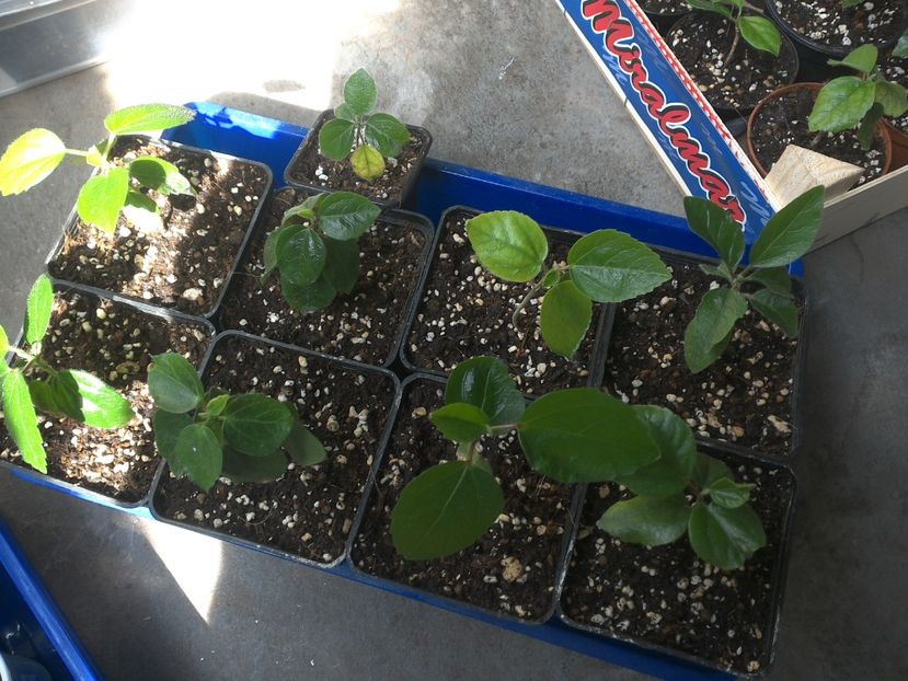 WIN_20170529_095013 - hibiscus din seminte