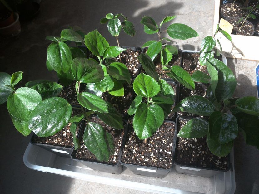 WIN_20170529_095137 - hibiscus din seminte