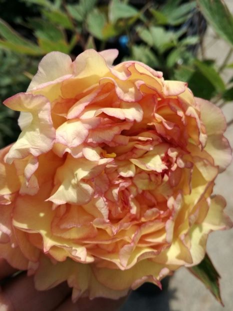 Bujor ORANGE - 00_Poze