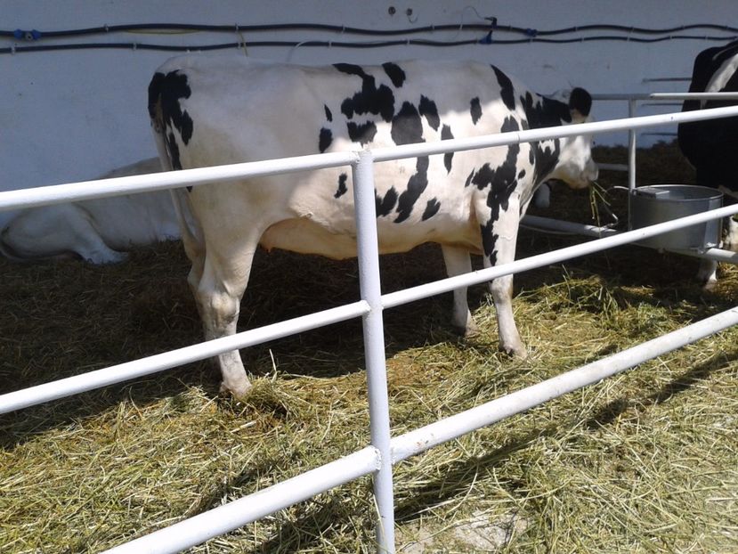 Fotografie0107 - 20---expozitie banatagralim 27 05 2017