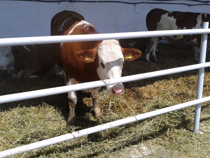 Fotografie0109 - 20---expozitie banatagralim 27 05 2017