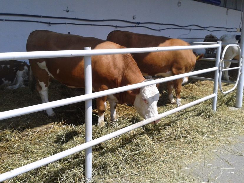 Fotografie0110 - 20---expozitie banatagralim 27 05 2017