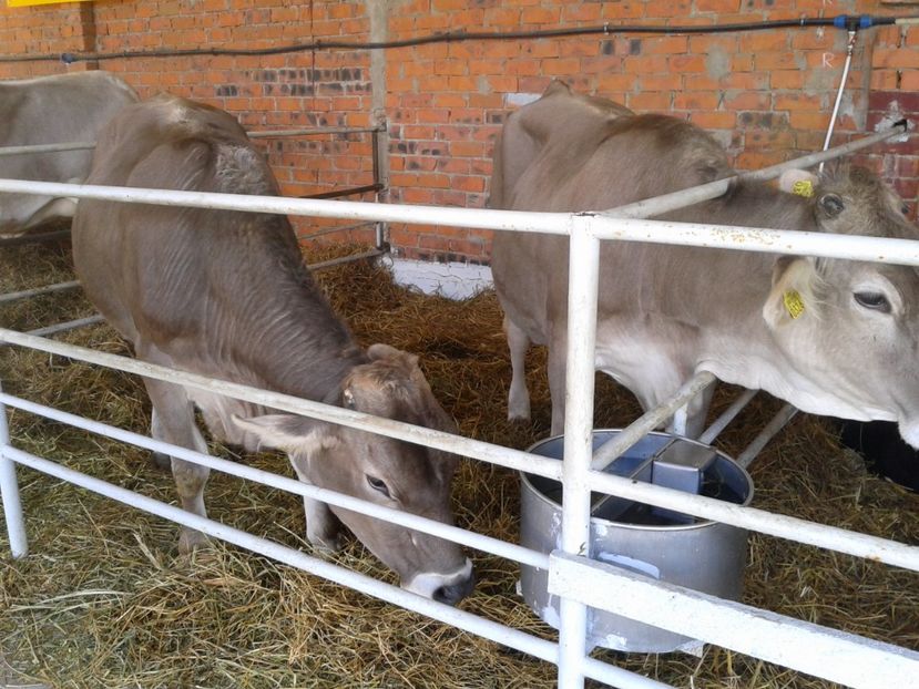 Fotografie0115 - 20---expozitie banatagralim 27 05 2017