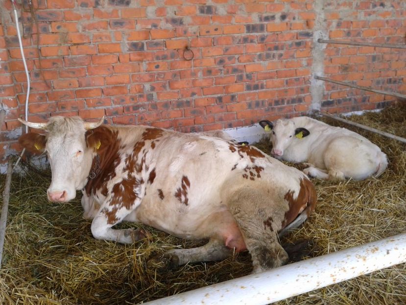 Fotografie0119 - 20---expozitie banatagralim 27 05 2017