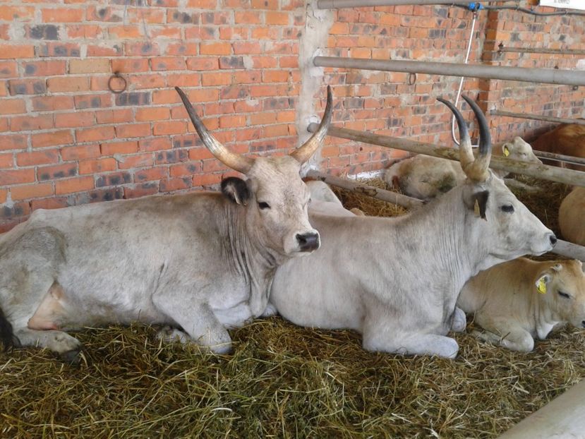 Fotografie0123 - 20---expozitie banatagralim 27 05 2017