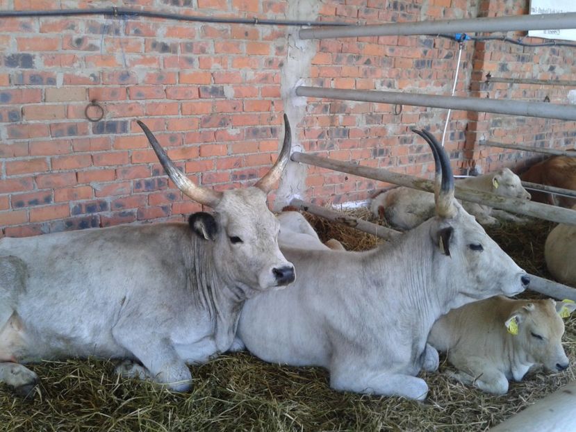 Fotografie0124 - 20---expozitie banatagralim 27 05 2017