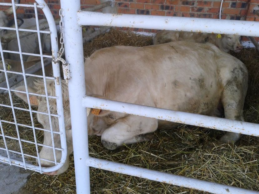 Fotografie0125 - 20---expozitie banatagralim 27 05 2017