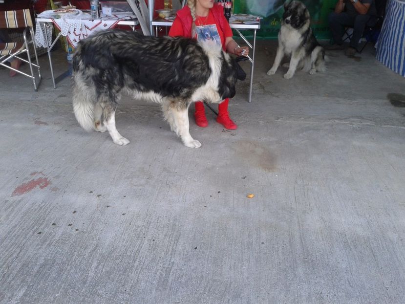 Fotografie0129 - 20---expozitie banatagralim 27 05 2017