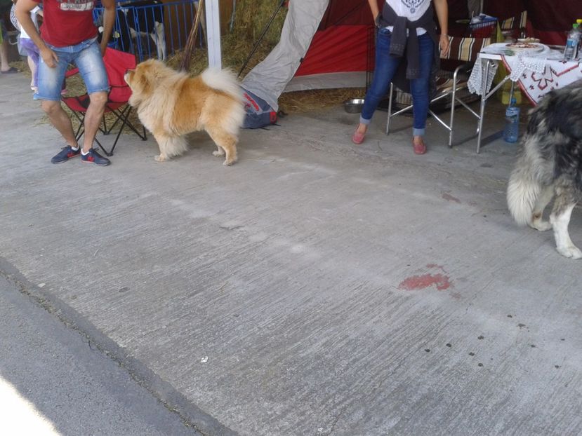 Fotografie0130 - 20---expozitie banatagralim 27 05 2017