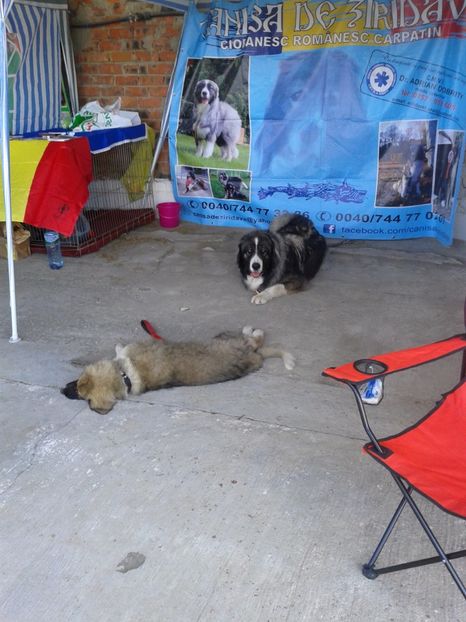 Fotografie0131 - 20---expozitie banatagralim 27 05 2017