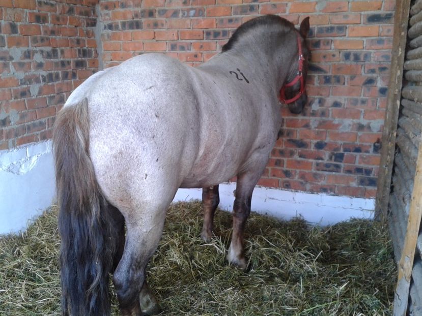 Fotografie0132 - 20---expozitie banatagralim 27 05 2017