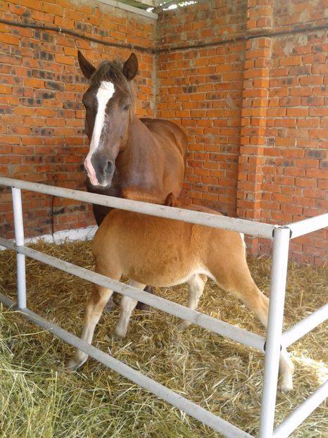 Fotografie0134 - 20---expozitie banatagralim 27 05 2017