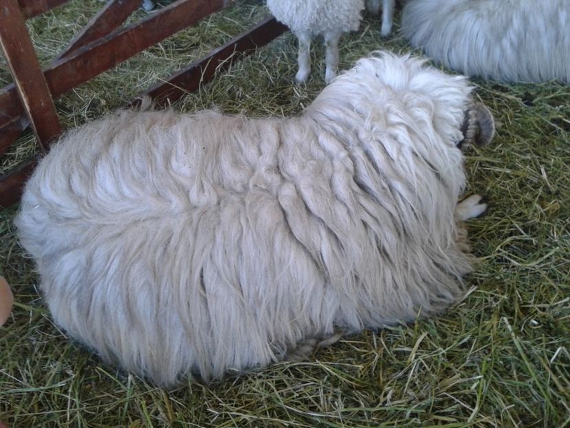 Fotografie0136 - 20---expozitie banatagralim 27 05 2017