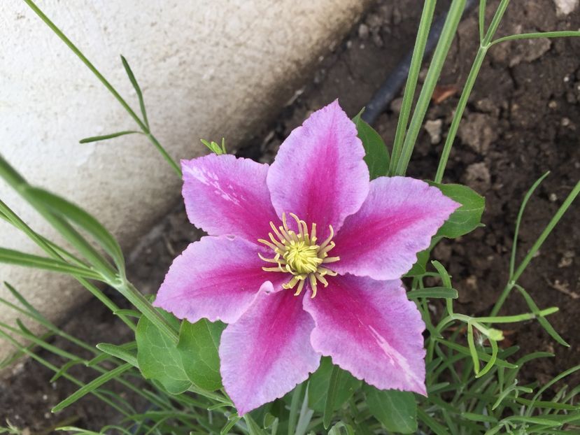  - Clematis