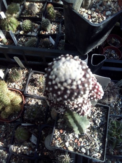  - Cactusi noi in colectia mea