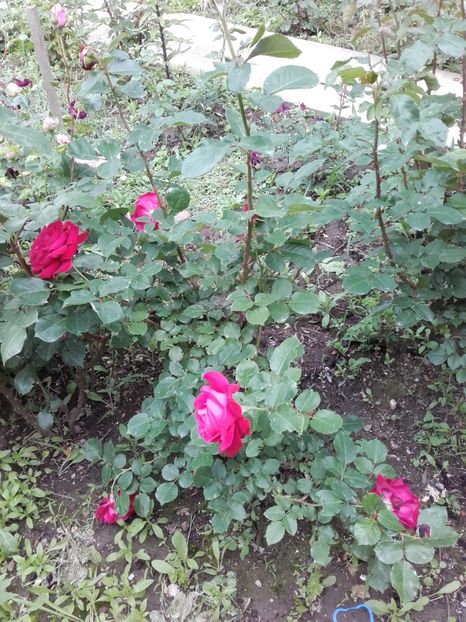  - 18-Necunoscut-roşu-4