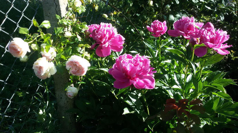 tmp_13671-20170529_08301126308104 - bujori 2017