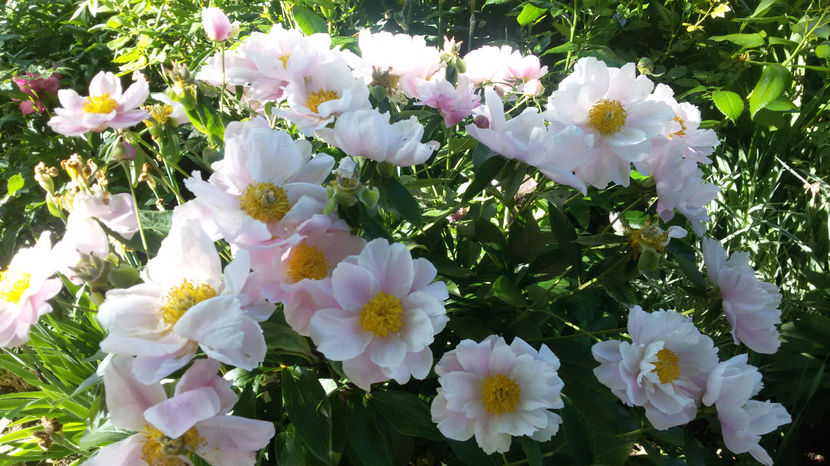 tmp_13671-20170529_0833551700049135 - bujori 2017