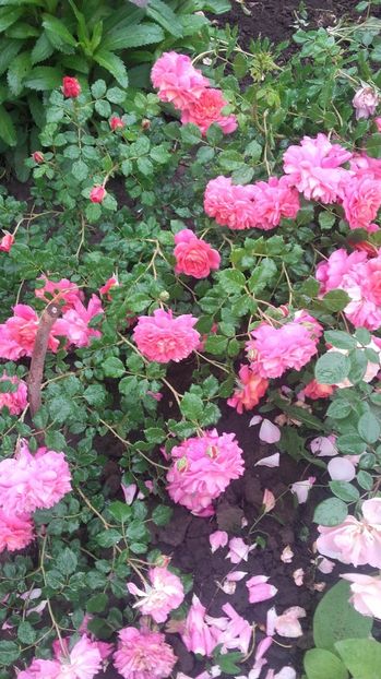  - Christopher Marlowe