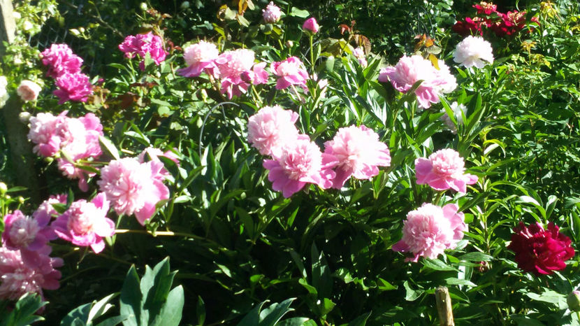 tmp_13671-20170529_083802-215659701 - bujori 2017