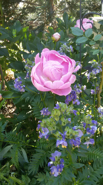 tmp_13671-20170529_0843091333837175 - bujori 2017