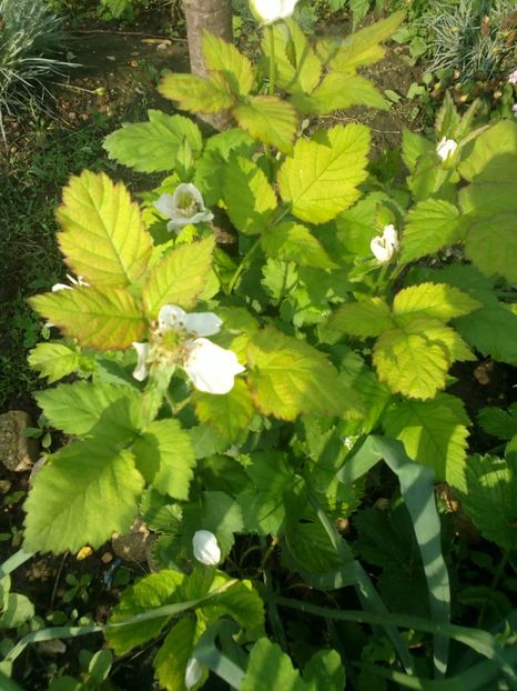 2017-05-26-7249 - Mur- Black Butte