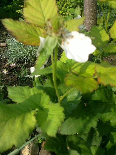 2017-05-26-7250 - Mur- Black Butte