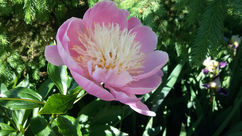 tmp_13671-20170529_085119-2039560508 - bujori 2017