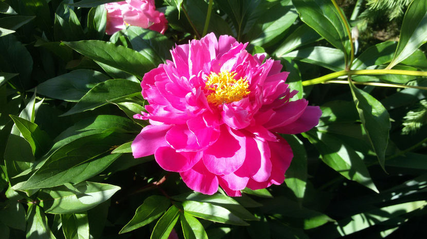 tmp_13671-20170529_0851381855588493 - bujori 2017