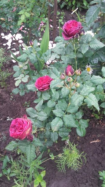  - Astrid Grafin von Hardenberg