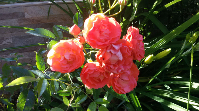 tmp_13671-20170529_085051-2067898879 - trandafiri 2017