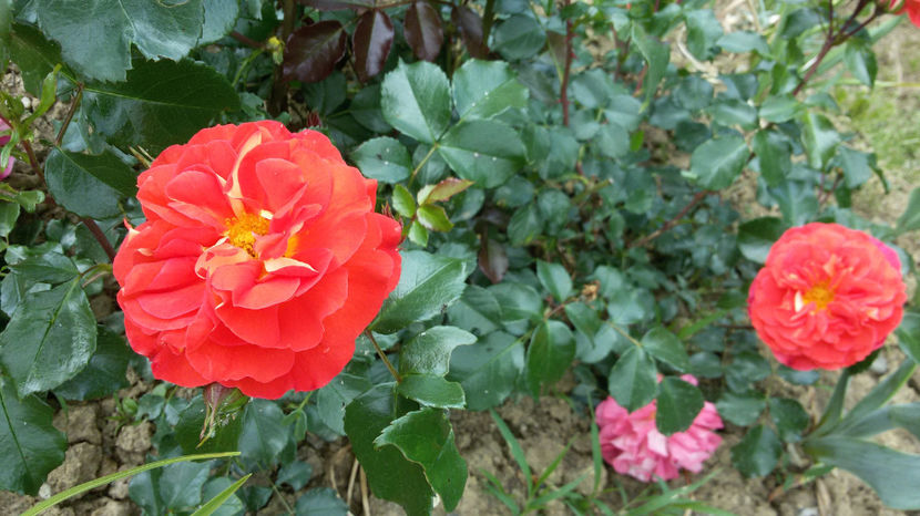 tmp_13671-20170529_123442156834394 - trandafiri 2017