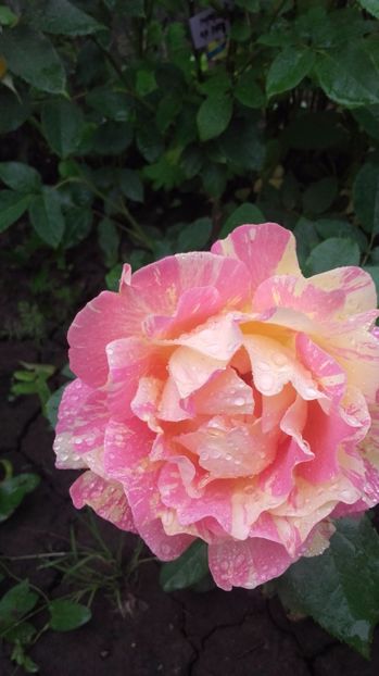  - rose des cisterciens