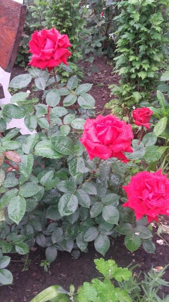  - nec TH Rosu foarte frumos