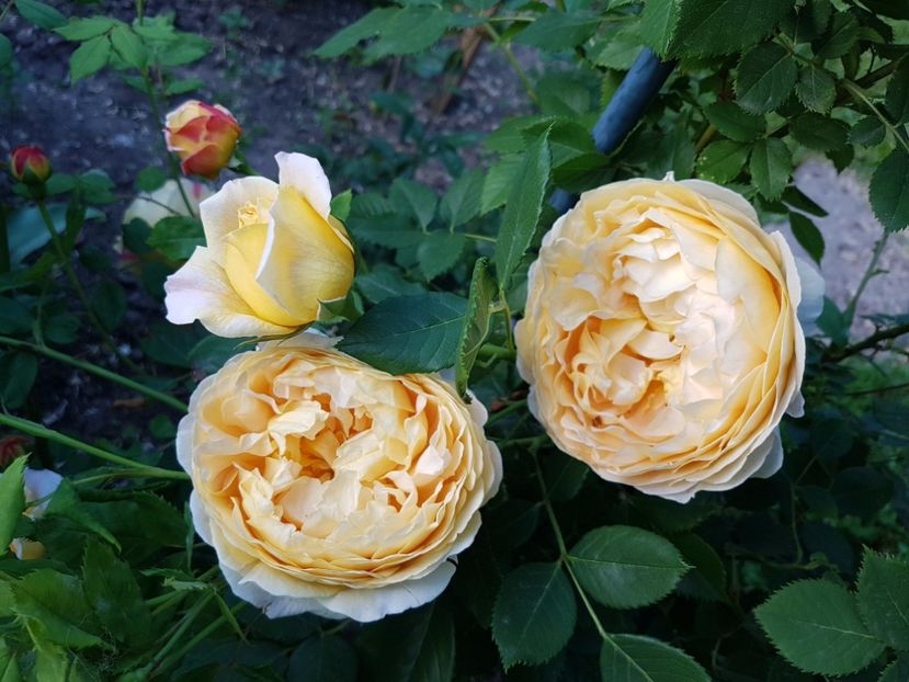  - golden celebration