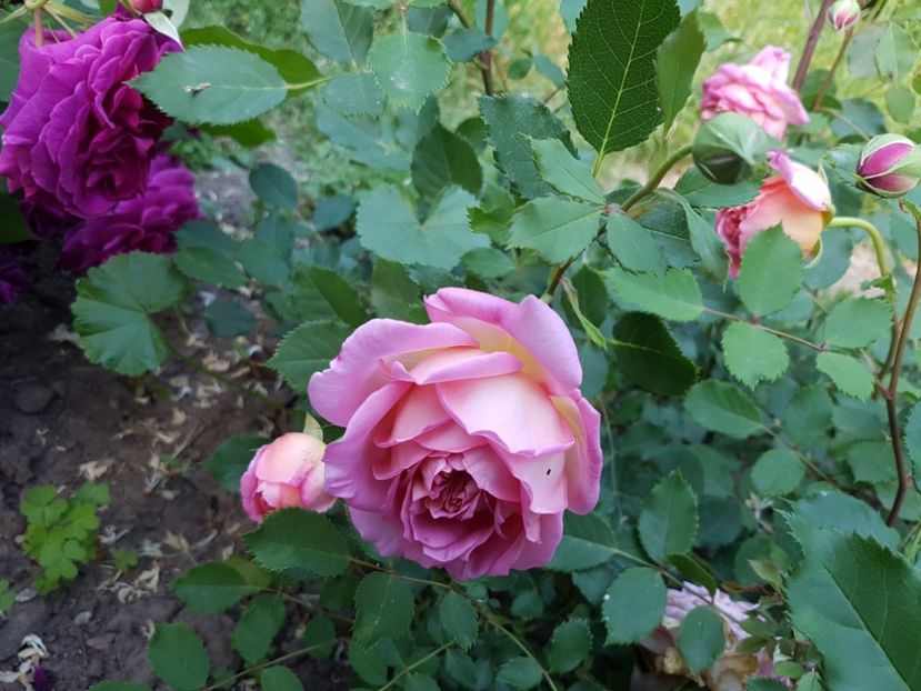  - jubilee celebration