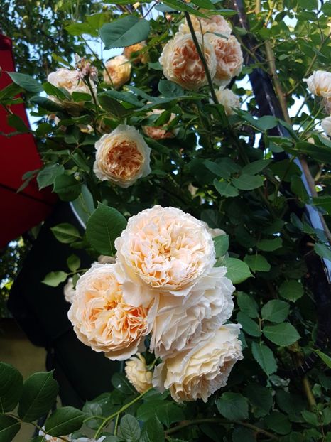  - crown princess margareta