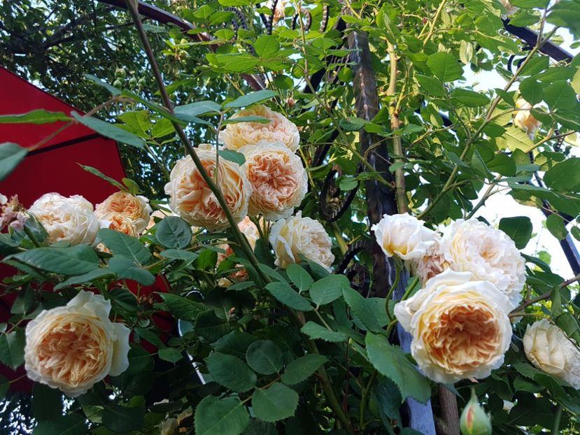  - crown princess margareta