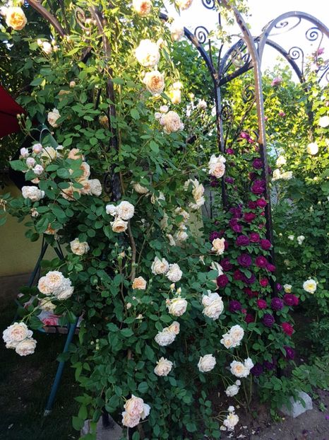  - souvenir du dr jamain