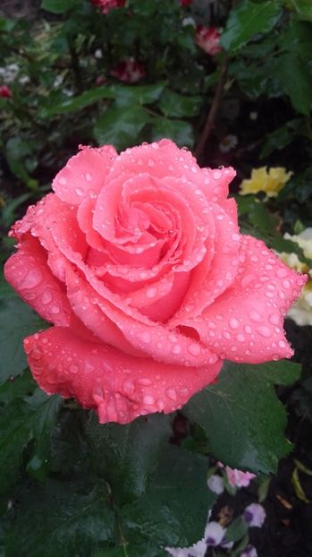  - Dee Dee Bridgewater